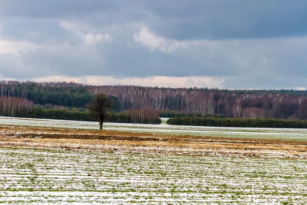 Forest — Stock Photo, Image