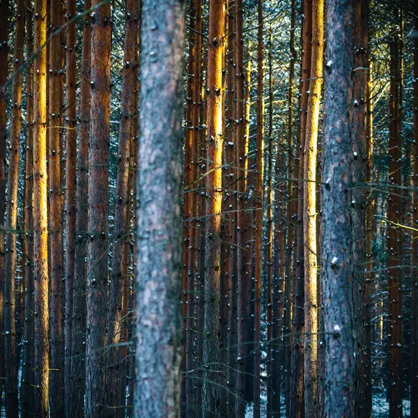 Ліс — стокове фото