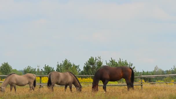 Pâturage des chevaux 