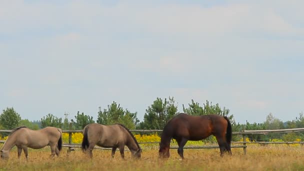 Paarden grazen — Stockvideo