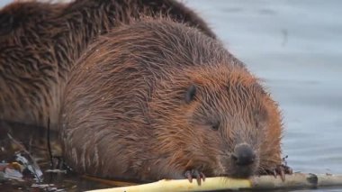 beavers çalışma