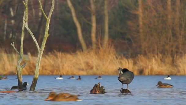 Ducks in water — Stock Video