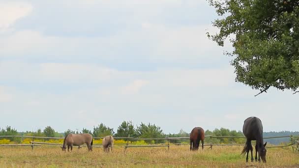 Horses grazing — Stock Video