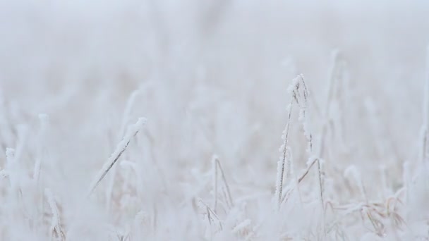 Herbe congelée 