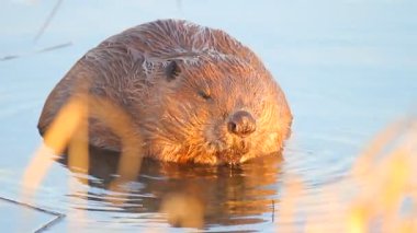 beavers çalışma