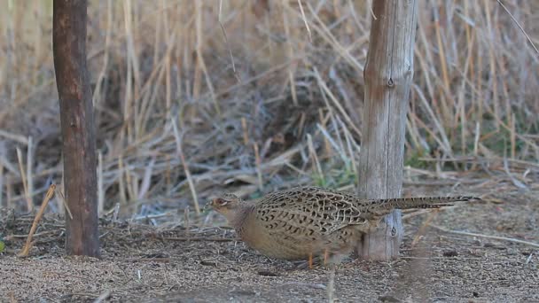 Oiseaux sauvages — Video