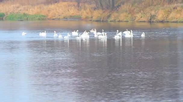 Swans swimming — Stock Video