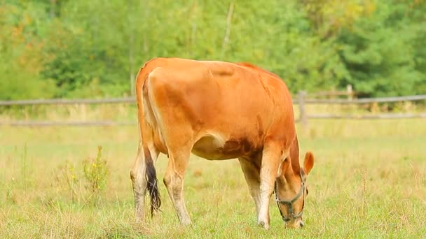 Kor som betar på en gård — Stockvideo