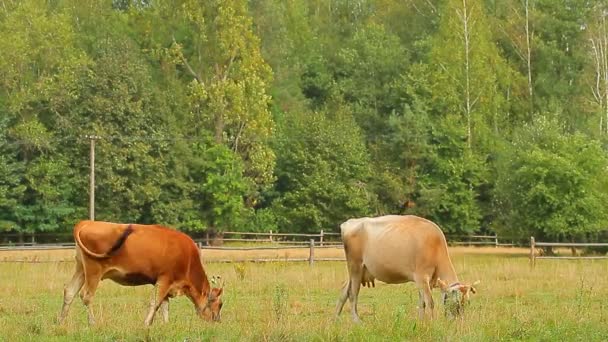 Vacas pastando em uma fazenda — Vídeo de Stock