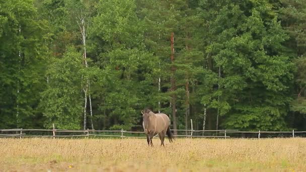 Pferde auf der Weide — Stockvideo