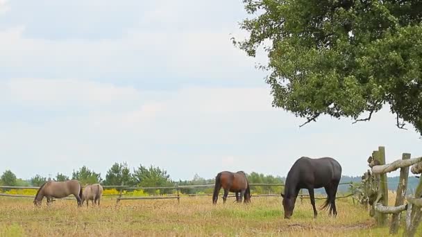 Paarden grazen — Stockvideo