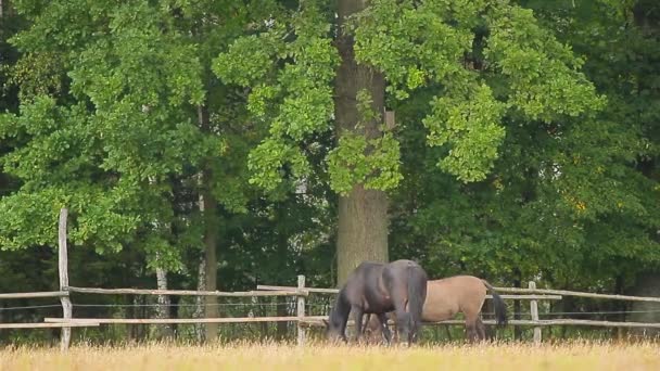 Caballos pastando — Vídeo de stock