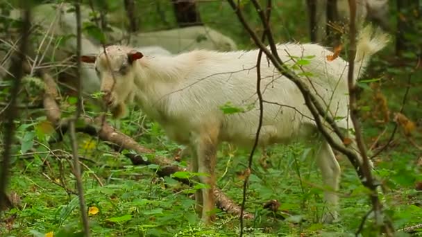 Cabras pastando — Vídeos de Stock