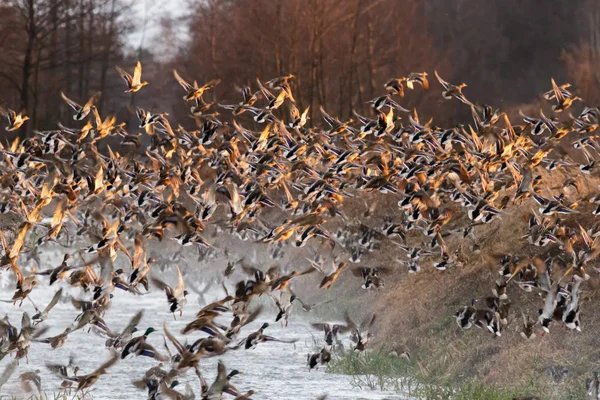 Aves — Fotografia de Stock