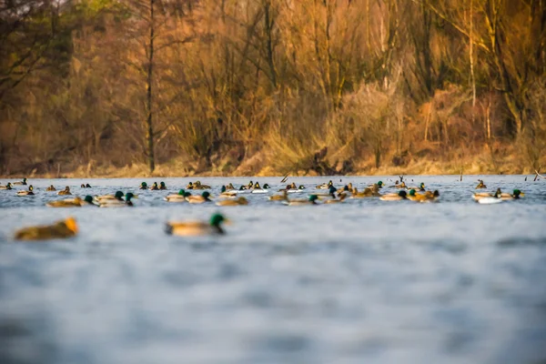 Aves — Foto de Stock