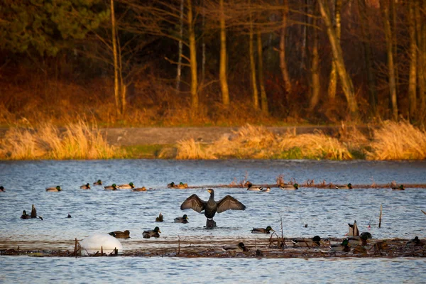 Aves — Fotografia de Stock