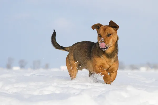 Funny dog — Stock Photo, Image