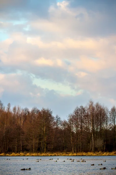 Trees — Stock Photo, Image