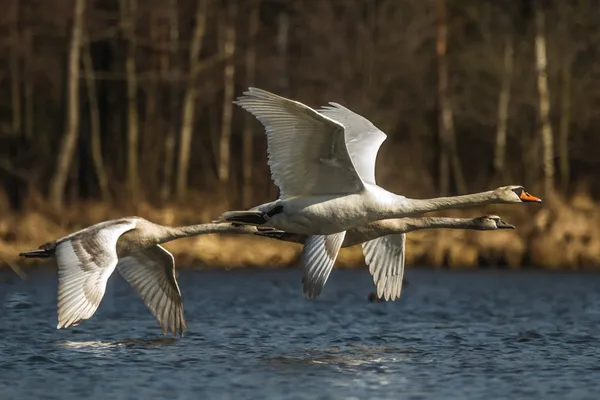 Cisne —  Fotos de Stock