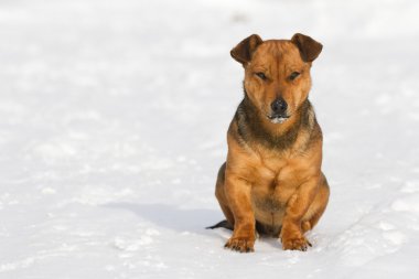 Komik köpek.
