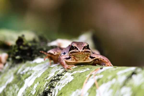 Frog — Stock Photo, Image