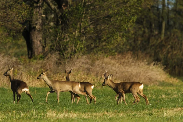 Roe deree — Stockfoto