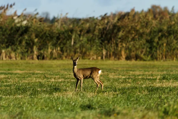 Roe deree — Foto de Stock