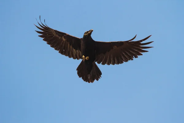 Pájaro — Foto de Stock