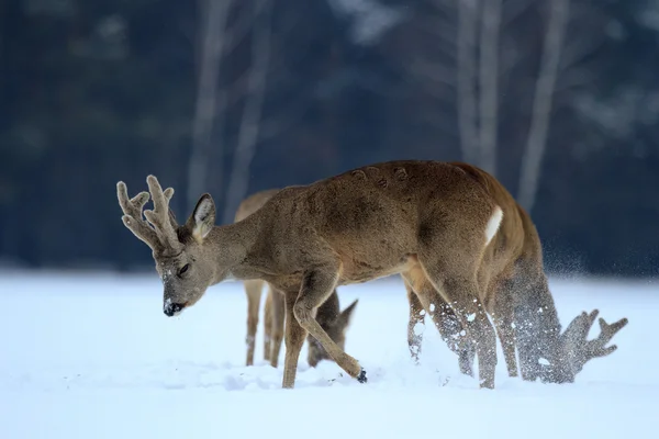 Roe deree — Stockfoto