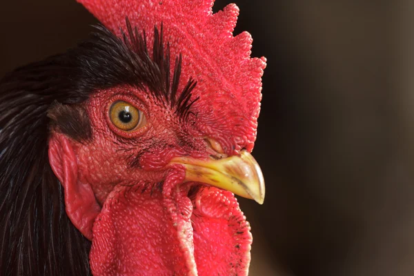 Chicken — Stock Photo, Image