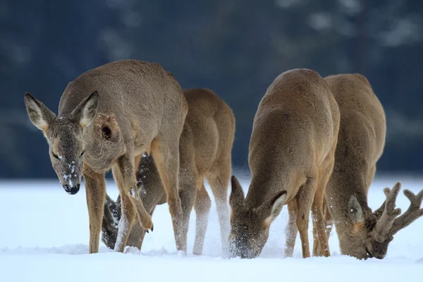 Roe deree — Stockfoto