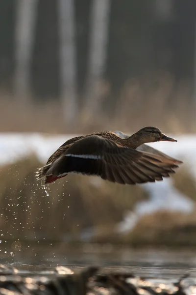 Aves — Foto de Stock