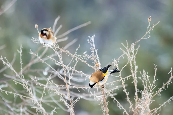 Kuşlar — Stok fotoğraf