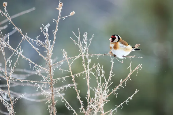 Kuşlar — Stok fotoğraf