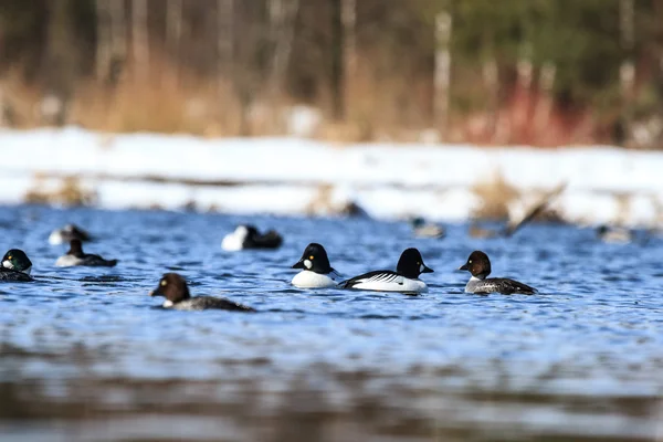 Birds — Stock Photo, Image