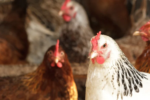 Pollo — Foto de Stock