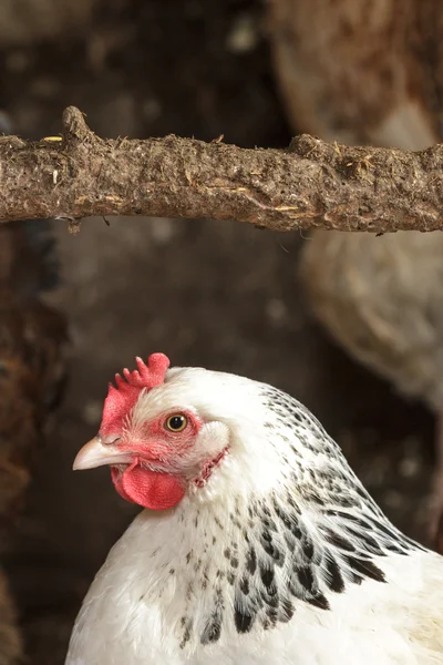 Tavuk — Stok fotoğraf