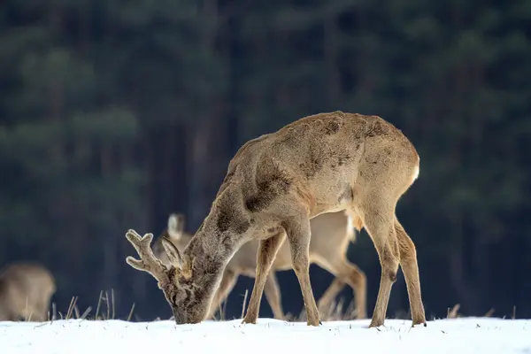 ROE deree — Stockfoto