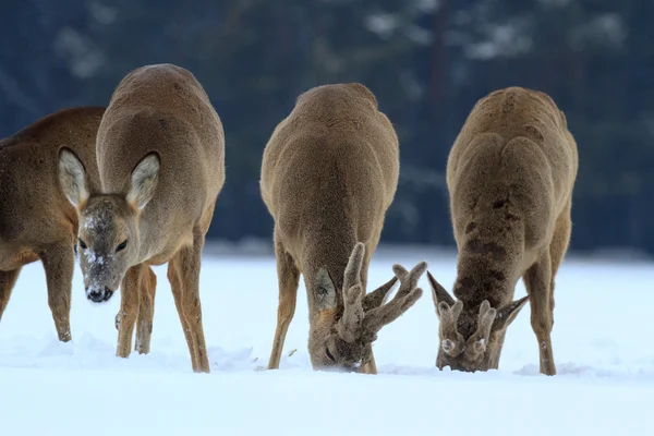 ROE deree — Stockfoto