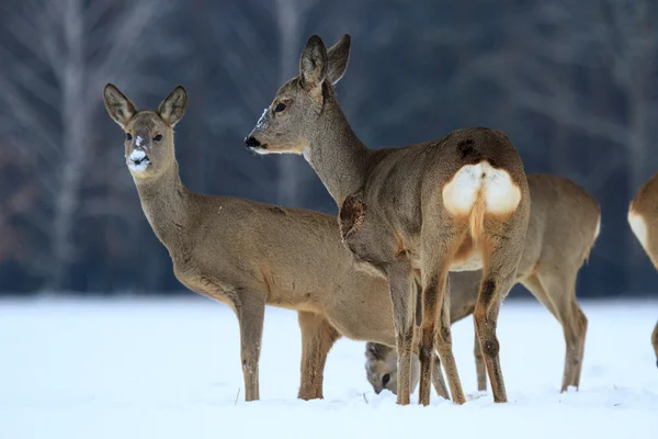 Roe deree — Foto de Stock