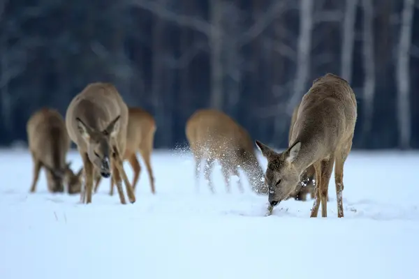 Capriolo — Foto Stock