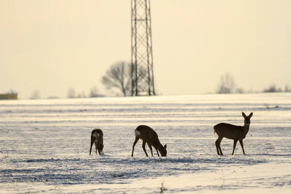 Roe deree — Stockfoto