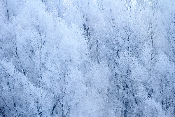 Trees — Stock Photo, Image