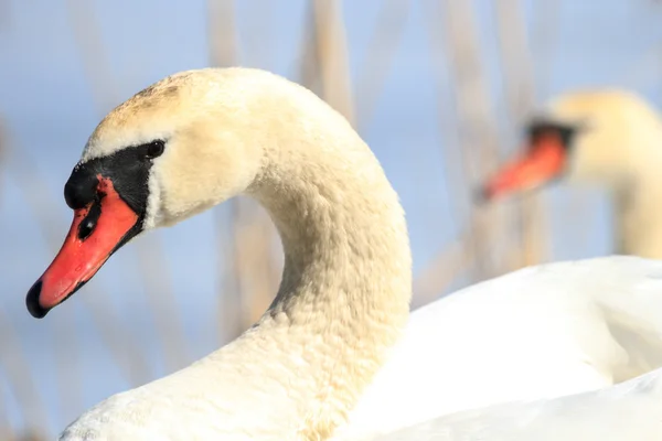 Zwaan — Stockfoto