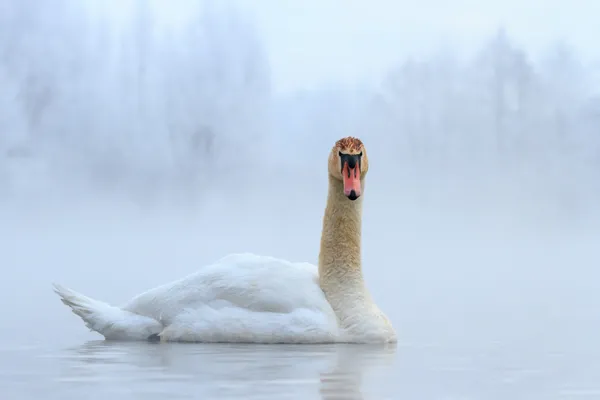 Schwan — Stockfoto