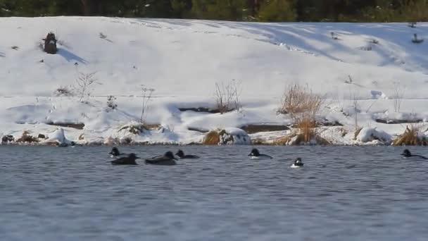 Canards sur l'eau 