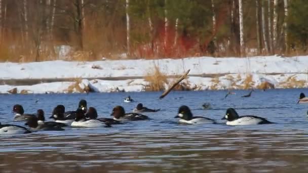 Canards sur l'eau — Video