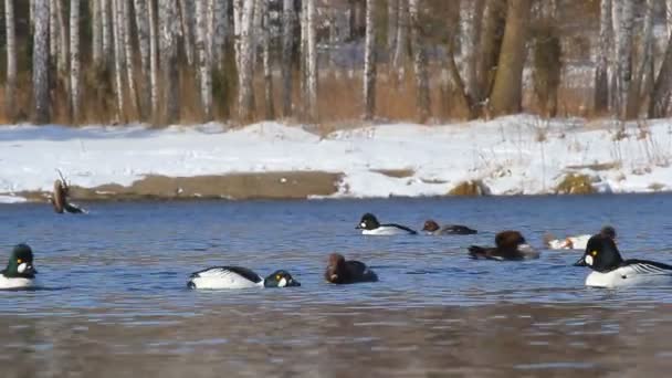 Patos en el agua — Vídeo de stock