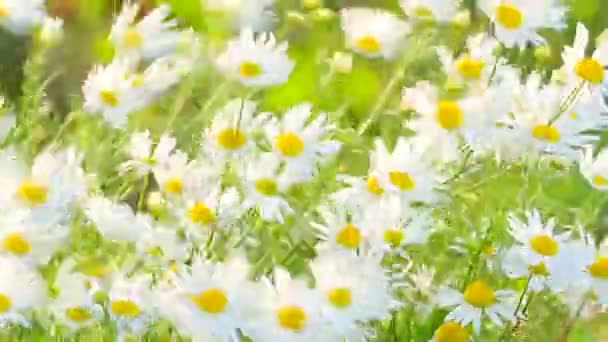 Польові квіти — стокове відео
