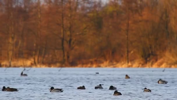 Eenden op water — Stockvideo